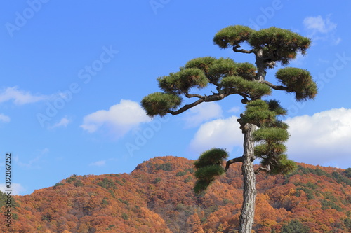 松と紅葉