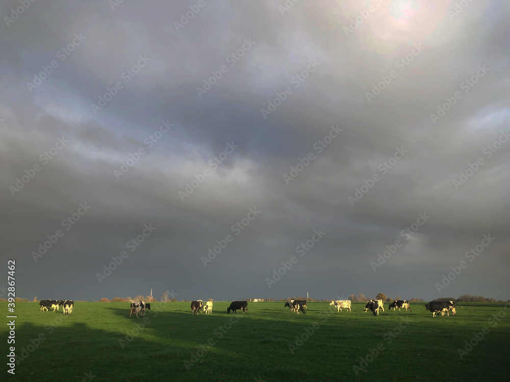 Dark rain clouds at de Kamp Zuidveen Steenwijk Netherlands. Fall. Autumn. Cows at meadow.