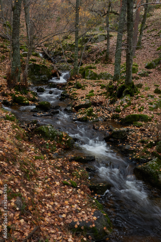 Fototapeta premium Small waterfalls in the bed of the Sestil de Maíllo stream. Autumn in the Sierra de Guadarrama National Park. Madrid's community. Spain