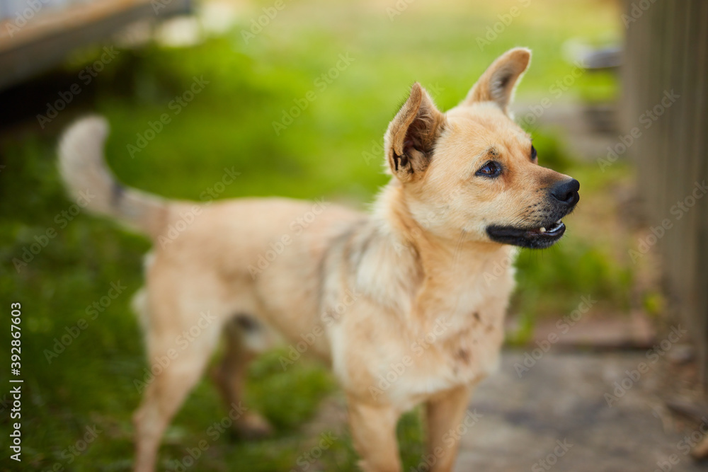 Adorable portrait of smiling dog, fun pet looking in to the camera. Adorable portrait of smiling dog, fun pet looking in to the camera.