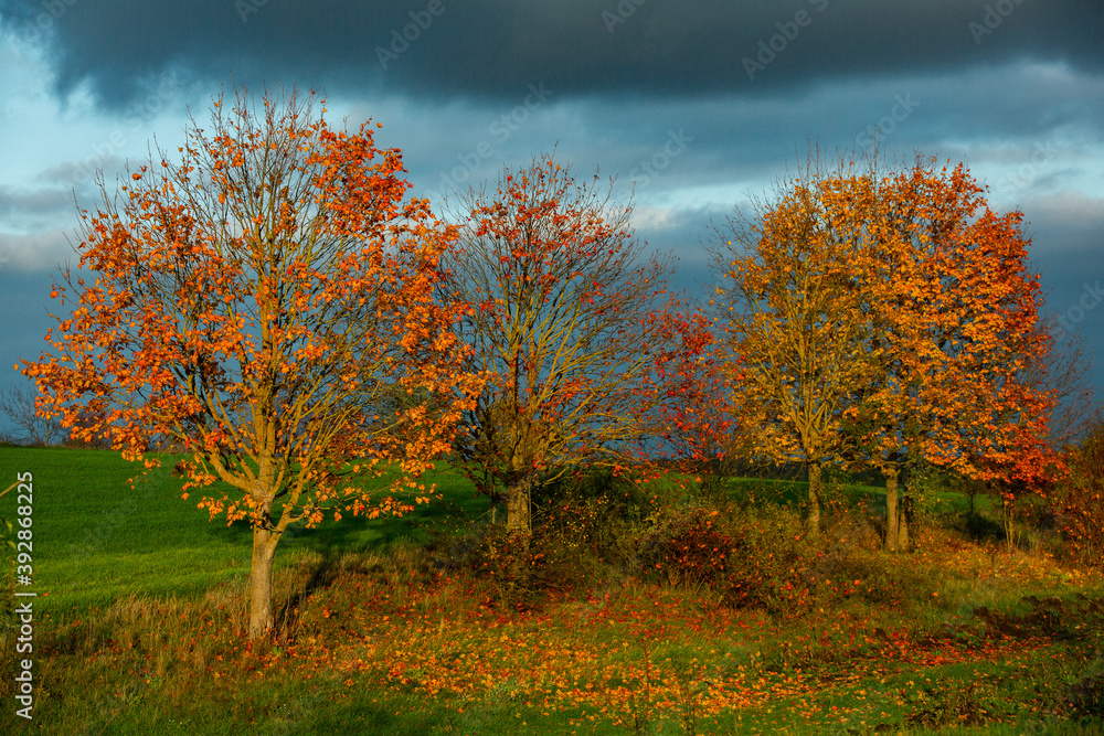 Fototapeta premium Beautiful autumn landscape with yellow trees, green and clouds. Falling leaves natural background Colorful foliage in the park