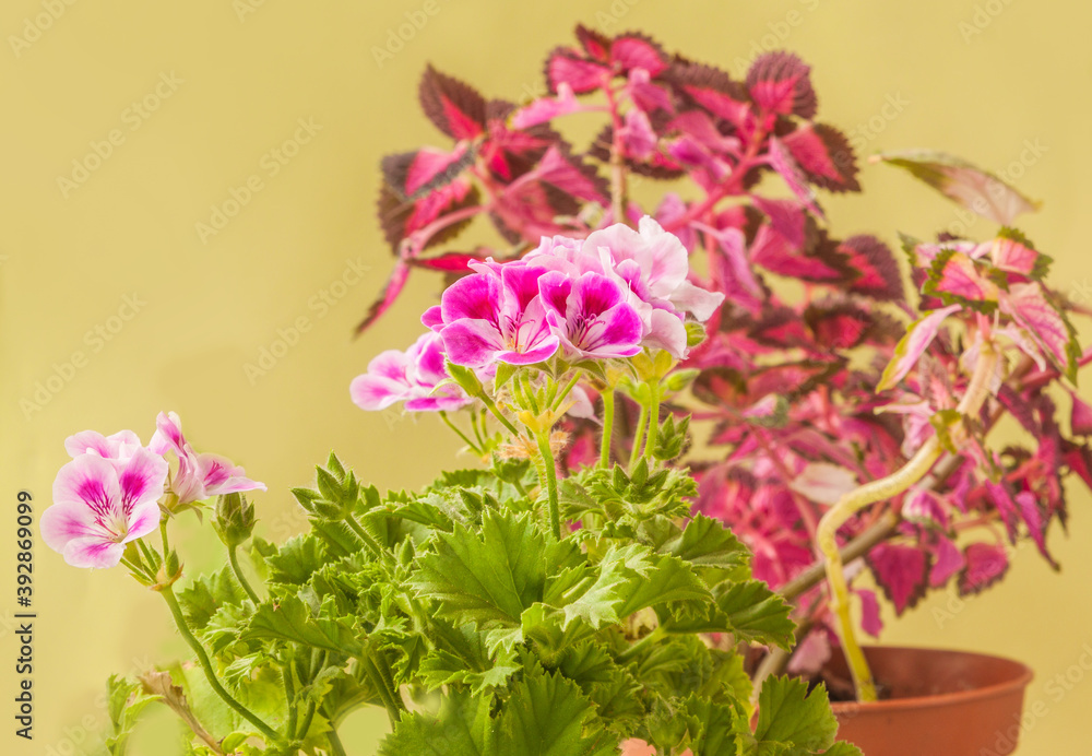 Obraz premium Pelargonium Lemona (l-roze) against leaves Coleus background