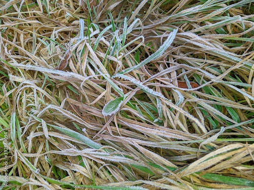 frozen grass closeup photo at autumn season
