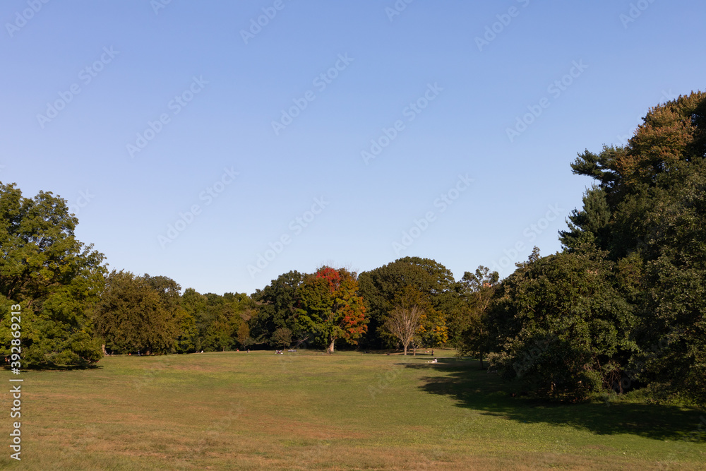 Fototapeta premium Empty Green Grass Landscape Field with Trees at Prospect Park in Brooklyn New York