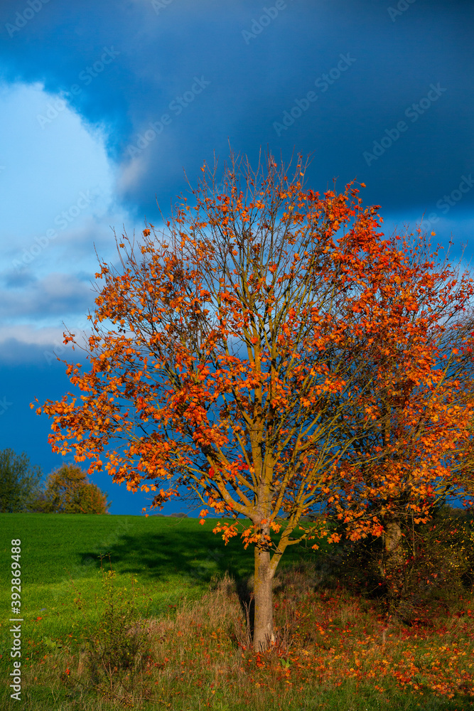 Beautiful autumn landscape with yellow trees, green and clouds. Falling leaves natural background Colorful foliage in the park