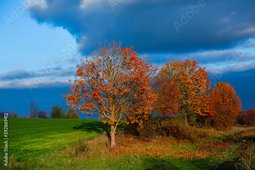 Beautiful autumn landscape with yellow trees, green and clouds. Falling leaves natural background Colorful foliage in the park