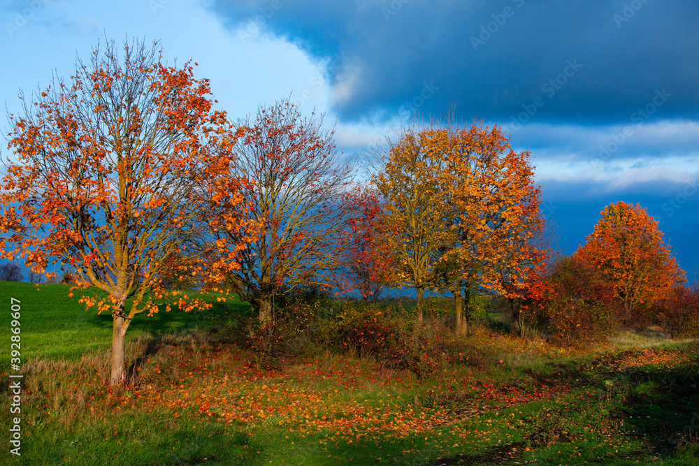 Beautiful autumn landscape with yellow trees, green and clouds. Falling leaves natural background Colorful foliage in the park