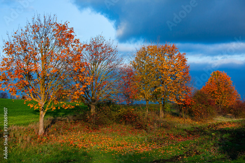 Fototapeta Naklejka Na Ścianę i Meble -  Beautiful autumn landscape with yellow trees, green and clouds. Falling leaves natural background Colorful foliage in the park