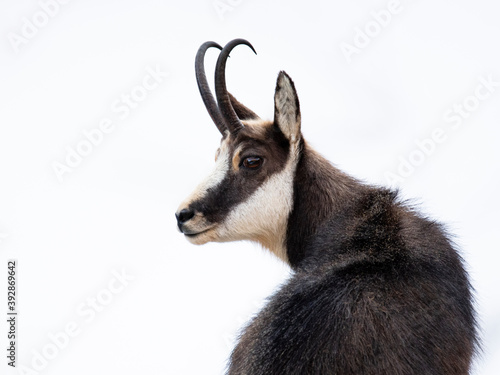Chamois