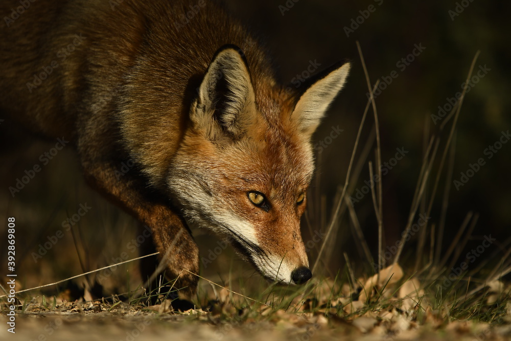 Red Fox Red Fox