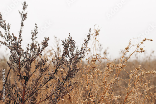 Field of fading brown weed againts grey sky. Misty Autumn landscape. Closeup of dry wild artemisia and chenopodium plants. Selective focus, blurred background. Seasonal nature concept.
