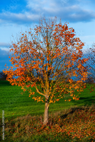 Beautiful autumn landscape with yellow trees, green and clouds. Falling leaves natural background Colorful foliage in the park