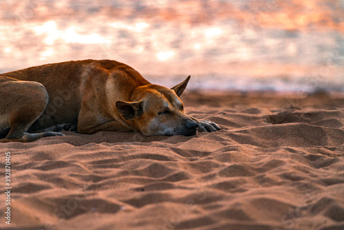 Local Thai breed Stray dog or homeless dog is sleeping on the beach in Thailand, sunset time at sea, space for copy. © dul_ny