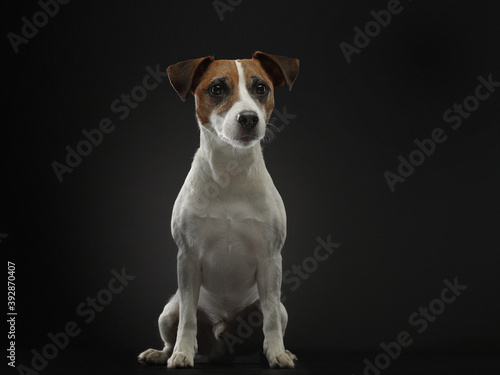 A red and white dog looking at the camera. charming jack russell terrier on a dark background. Pet in the studio. Portrait
