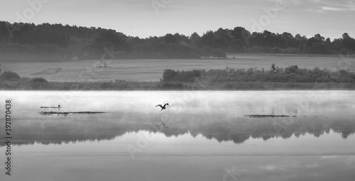 Black and white scene of a heron landing in the water covered in fog at a natural preserve in the Eifel, near Ulmen, Germany