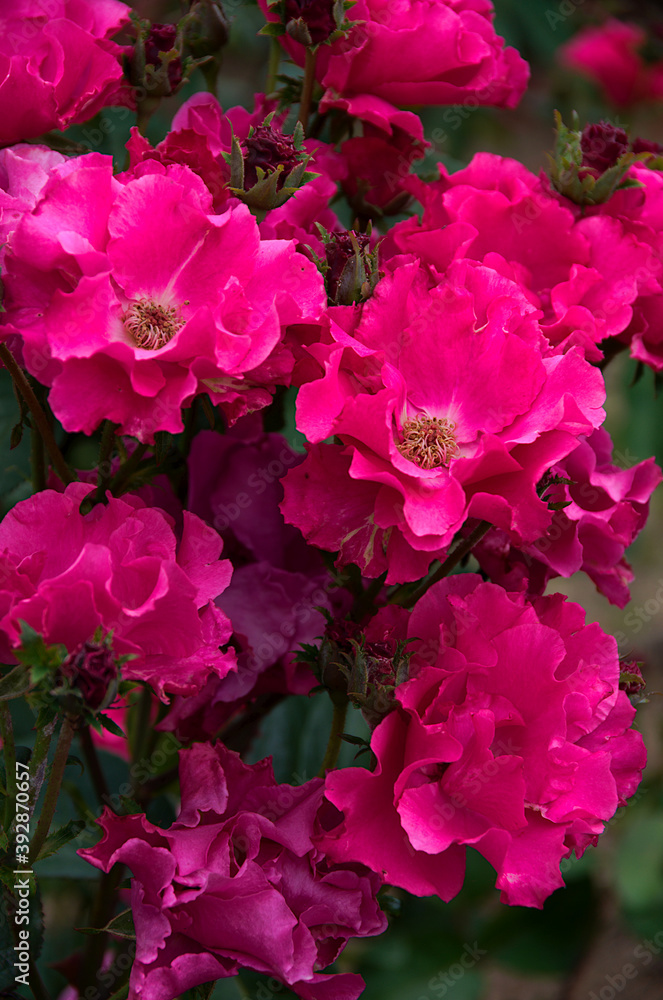 pink rose flowers in a garden