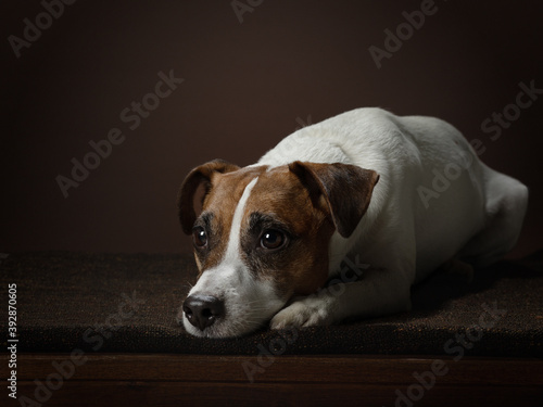 A red and white dog looking at the camera. charming jack russell terrier on a dark background. Pet in the studio. Portrait © annaav