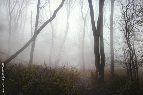 Muddy road in the misty forest.