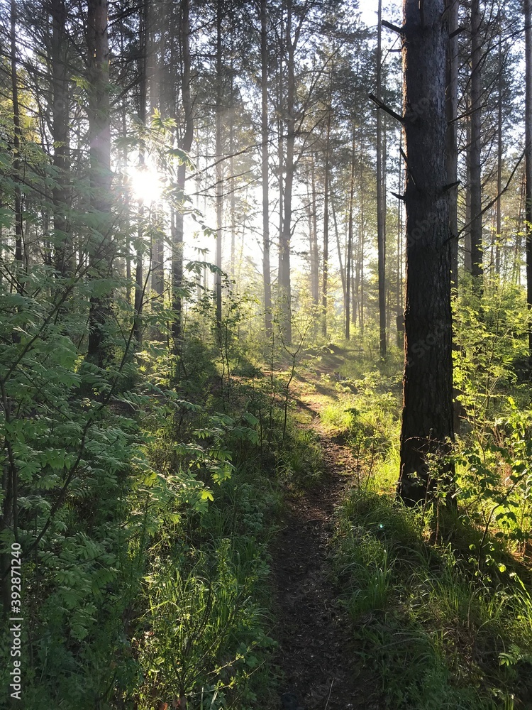 Obraz premium Ural forest in may