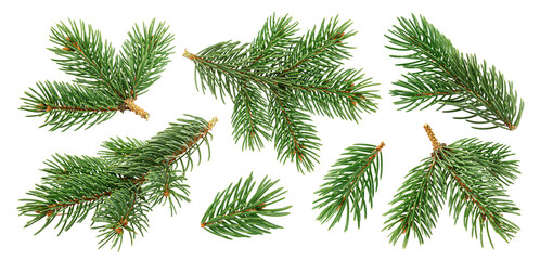 Christmas tree branches isolated on white background