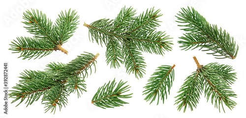 Fototapete Christmas tree branches isolated on white background