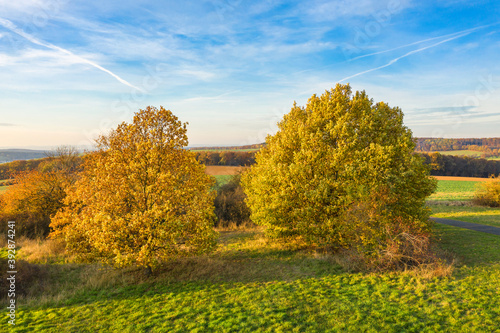 View of two golden colored trees in autumn in the Taunus / Germany in wonderful weather