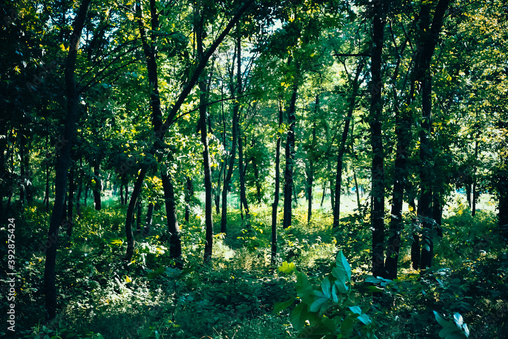 Obraz premium Sunlight in the forest