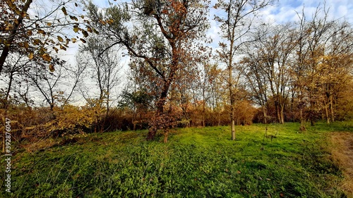 autumn in the park