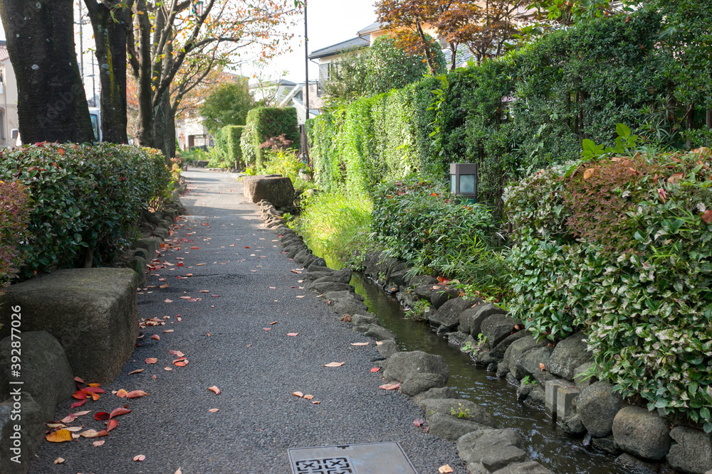 Obraz premium 新柴又・親水さくらかいどう（東京都江戸川区北小岩）