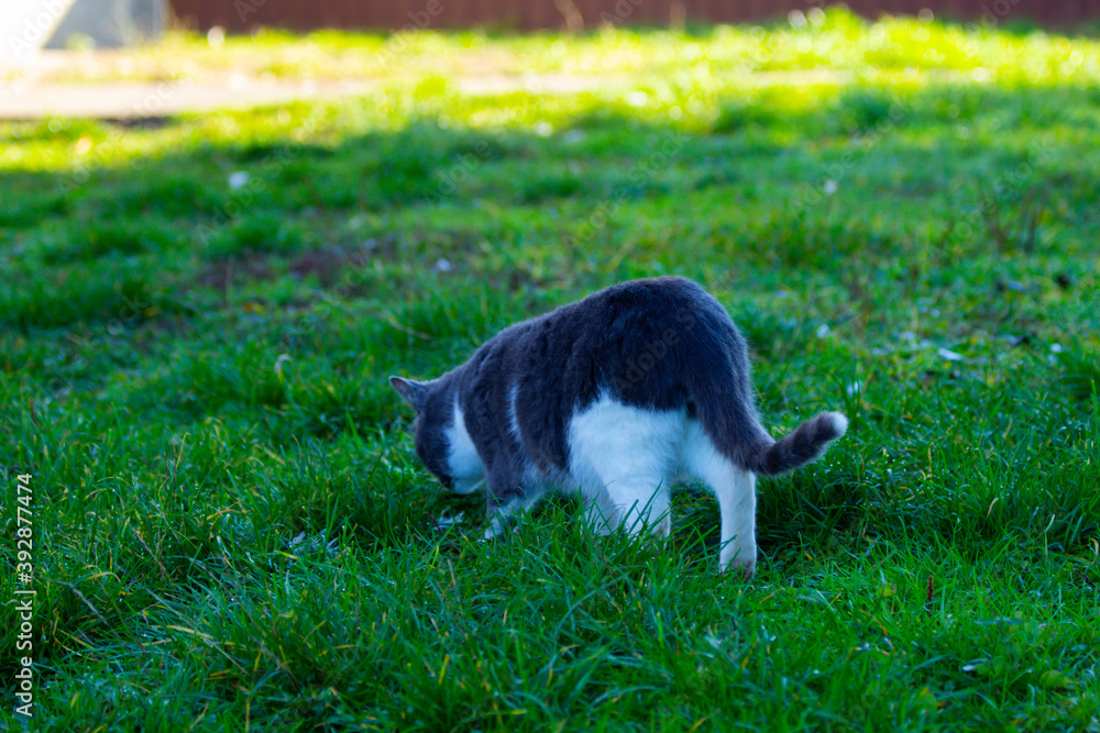 gray and white cat on a background of green grass
gray and white cat on a background of green grass