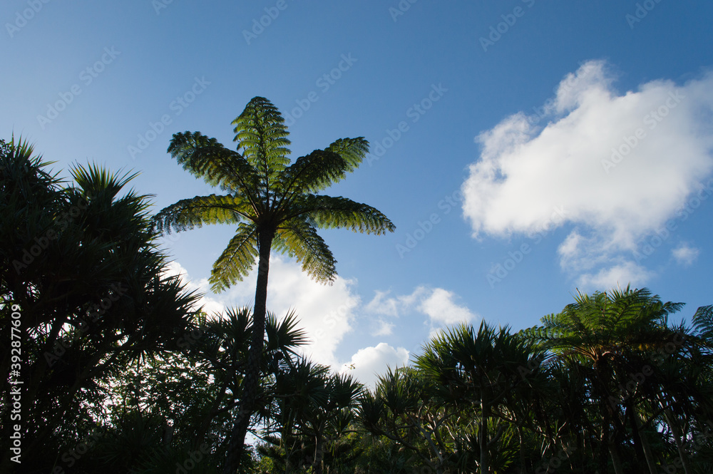 Fototapeta premium 青空とジャングルに生育するヘゴ