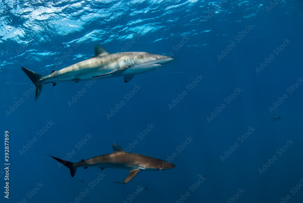 Fototapeta premium Couple of silky sharks (Carcharhinus falciformis) swimming in the blue