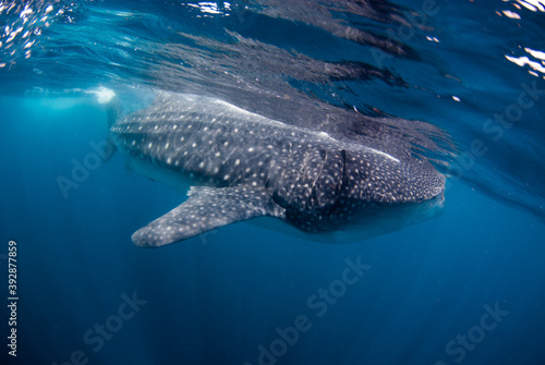Whale shark (Rhincodon typus) looking for food in the surface