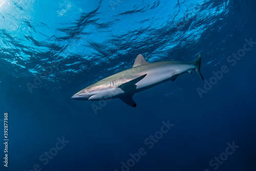 Silky shark in the blue close to the surface