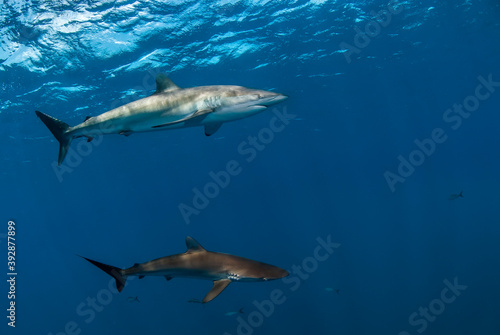 Couple of silky sharks (Carcharhinus falciformis) swimming in the blue © nicolas
