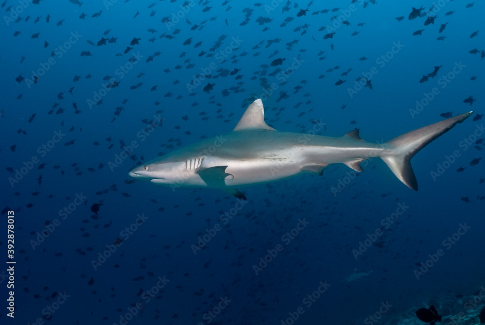 Grey reef shark (Carcharhinus amblyrhynchos) swimming among a school of fishes