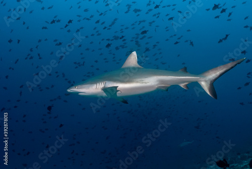 Grey reef shark (Carcharhinus amblyrhynchos) swimming among a school of fishes © nicolas