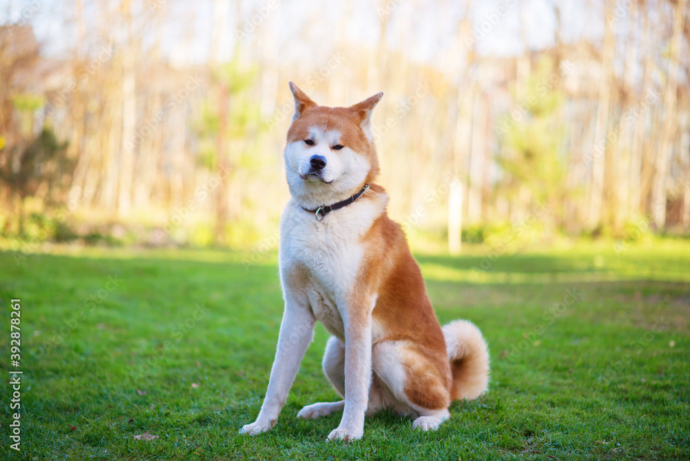 Adult akita inu dog portrait in the park