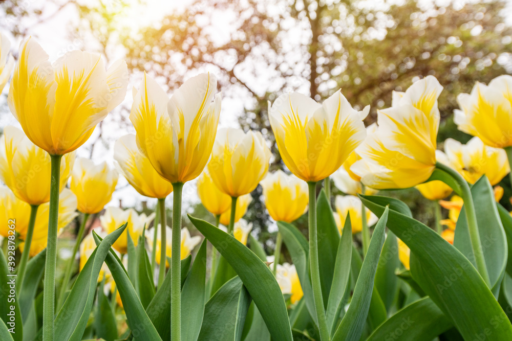 Obraz premium Colorful tulips flowers bloom in springtime