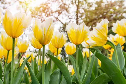 Colorful tulips flowers bloom in springtime