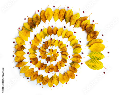 Autumnal leaves spiral photo