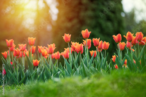 Colorful tulips flowers bloom in springtime