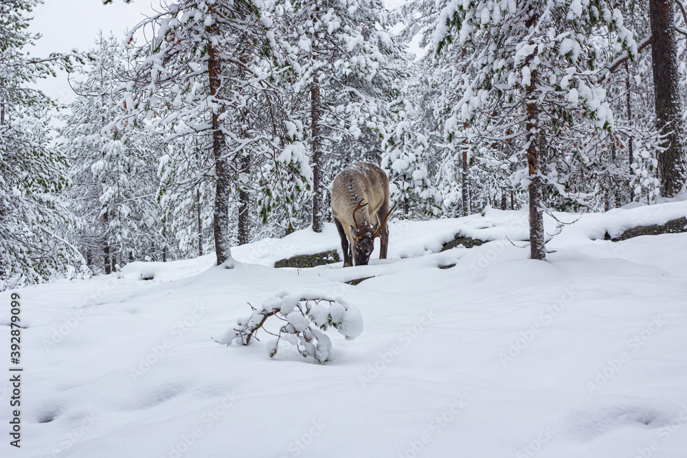The deer in the snow of winter forest. The deer in the snow of winter forest.