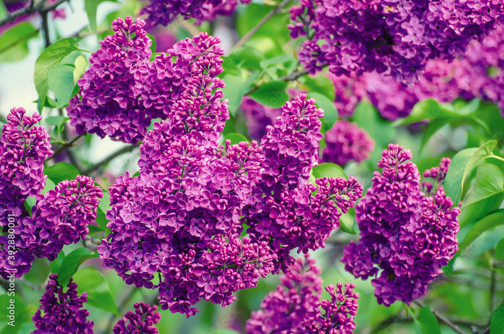 Spring lilac flowers Spring lilac flowers