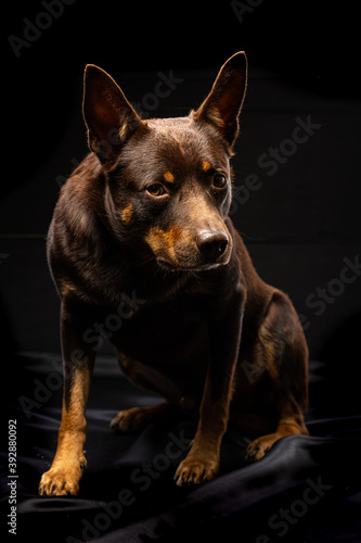 Portrait of a dog of breed Australian Kelpie on a black background