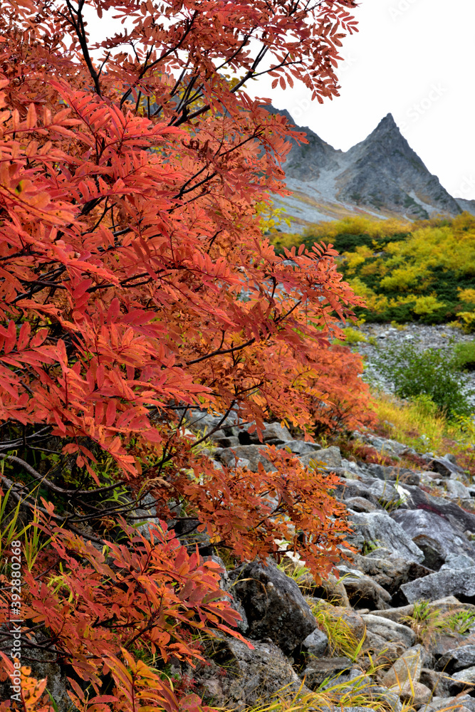 絶景紅葉　錦秋の北アルプス・涸沢