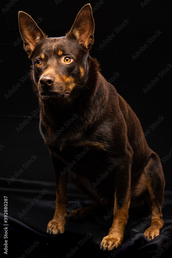 Portrait of a dog of breed Australian Kelpie on a black background Portrait of a dog of breed Australian Kelpie on a black background