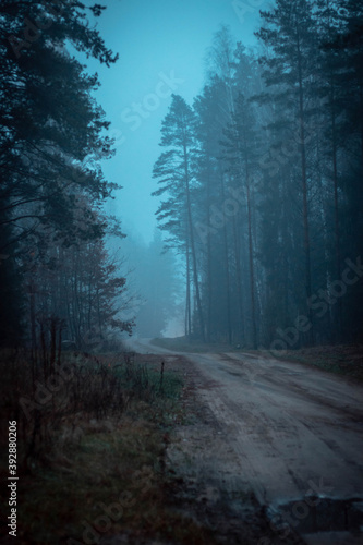 foggy road in the gloomy forest
