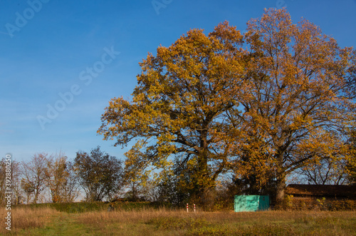 Autumnal, sunny landscape with large oak. Golden Autumn. Copy Space on the left side for characters or letters.