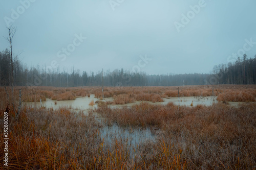 the autumn swamps on a gloomy day
